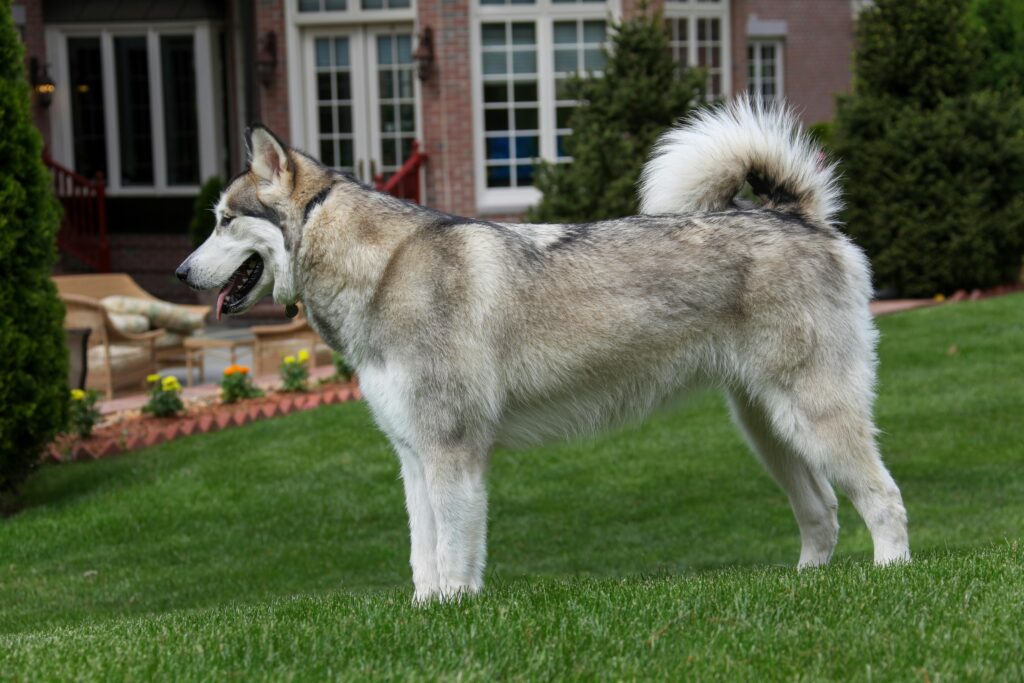 Temperament & Trainability: Friendly Smile vs Stoic Loyalty