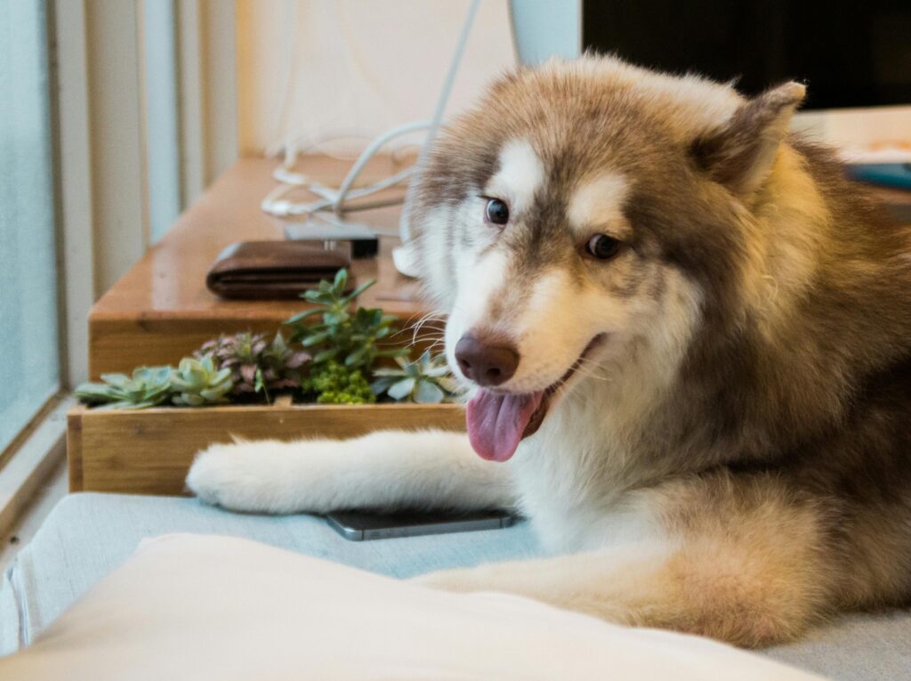 Lifestyle Fit: Which Breed Is Better for Your Home