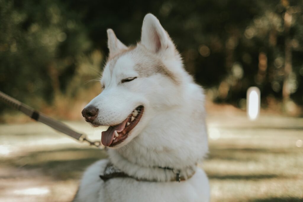Do Huskies Live Longer Than Other Dog Breeds