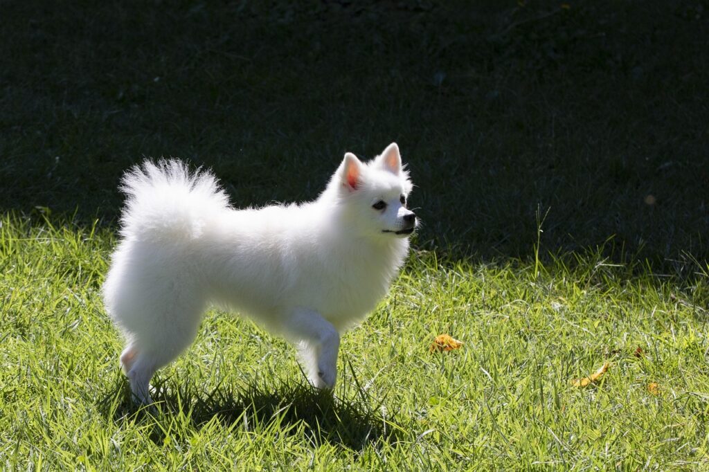 What Is the Average Weight of Japanese Spitz