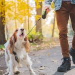 5 Best Leashes for Reactive Dogs in 2025