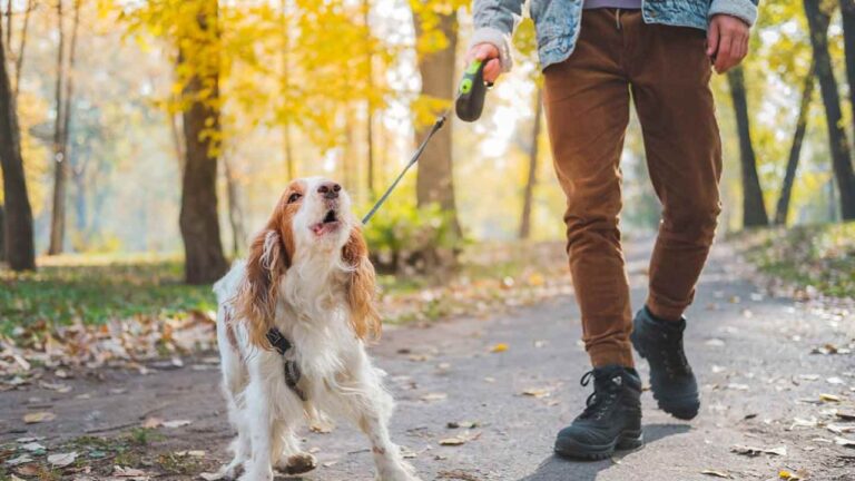 5 Best Leashes for Reactive Dogs in 2025