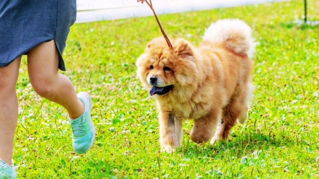 6+ Months: Real Walks, Real `Distractions
