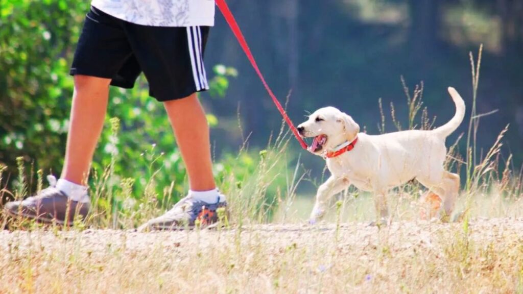 8-12 Weeks: Just Getting Used to the Leash