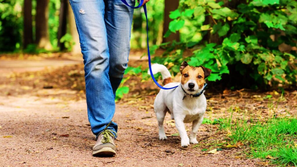Avoid Stressful Walks