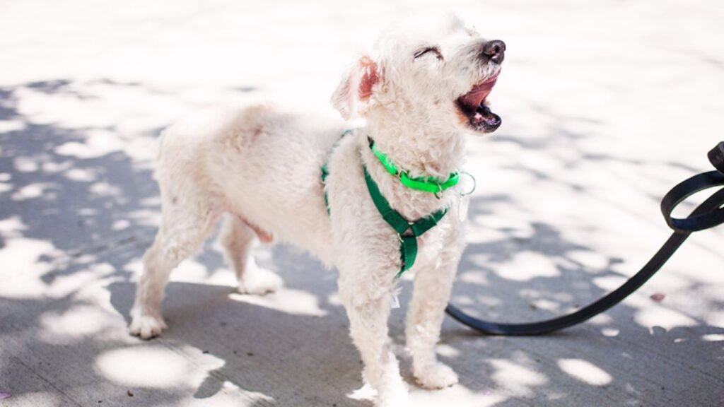 Barking and Behavior Issues