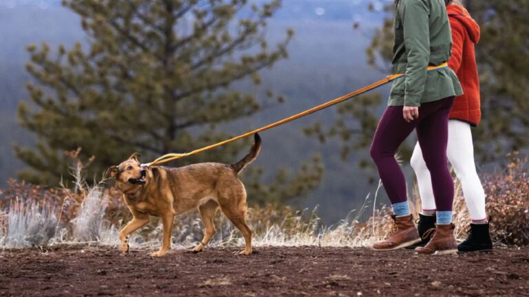 Best Bungee Leashes for Dogs