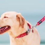 Best Dog Leash for Labrador