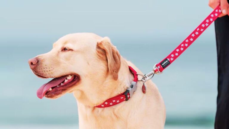 Best Dog Leash for Labrador