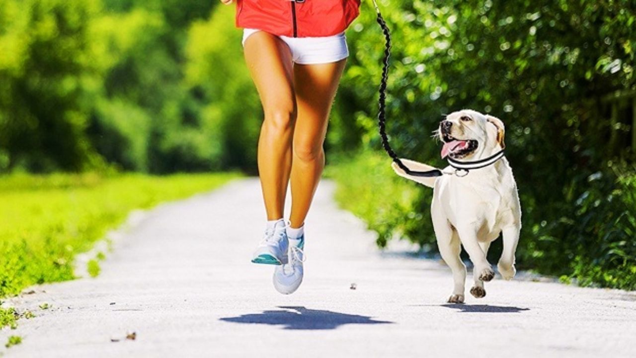 Best Dog Leash for Running