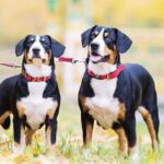 Best Dual Dog Leash for Two Dogs