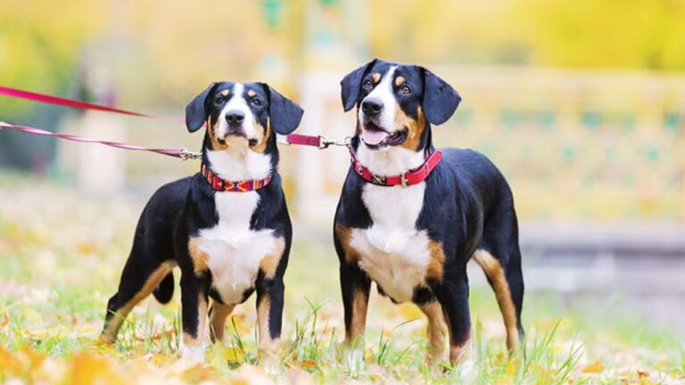Best Dual Dog Leash for Two Dogs