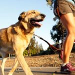 Best Jogging Leashes for Dogs