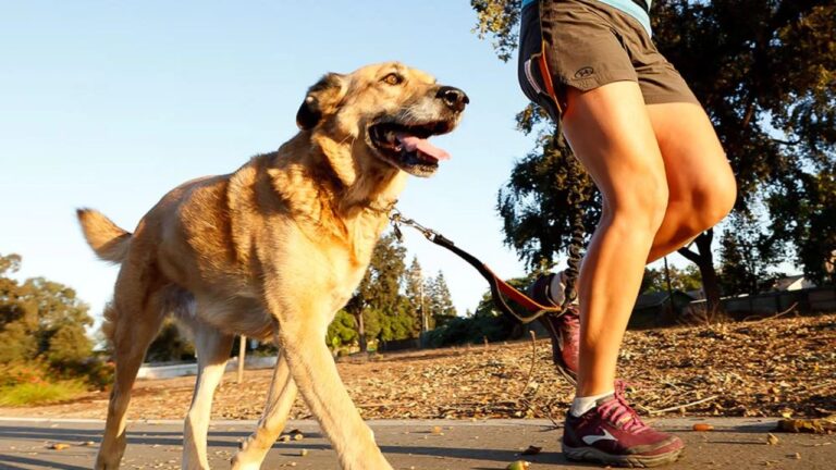 Best Jogging Leashes for Dogs