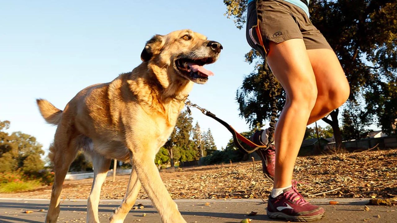 Best Jogging Leashes for Dogs