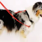 Best Leashes for Big Dogs