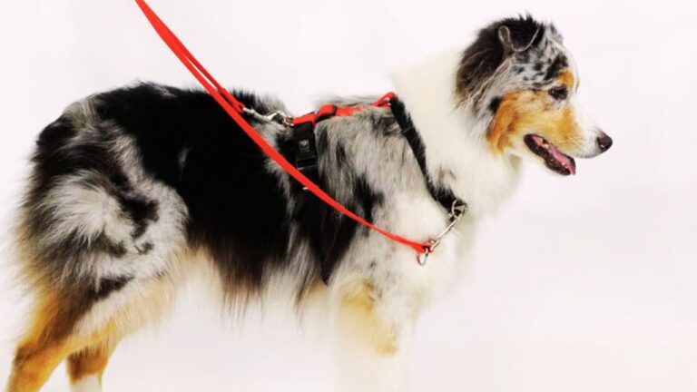 Best Leashes for Big Dogs