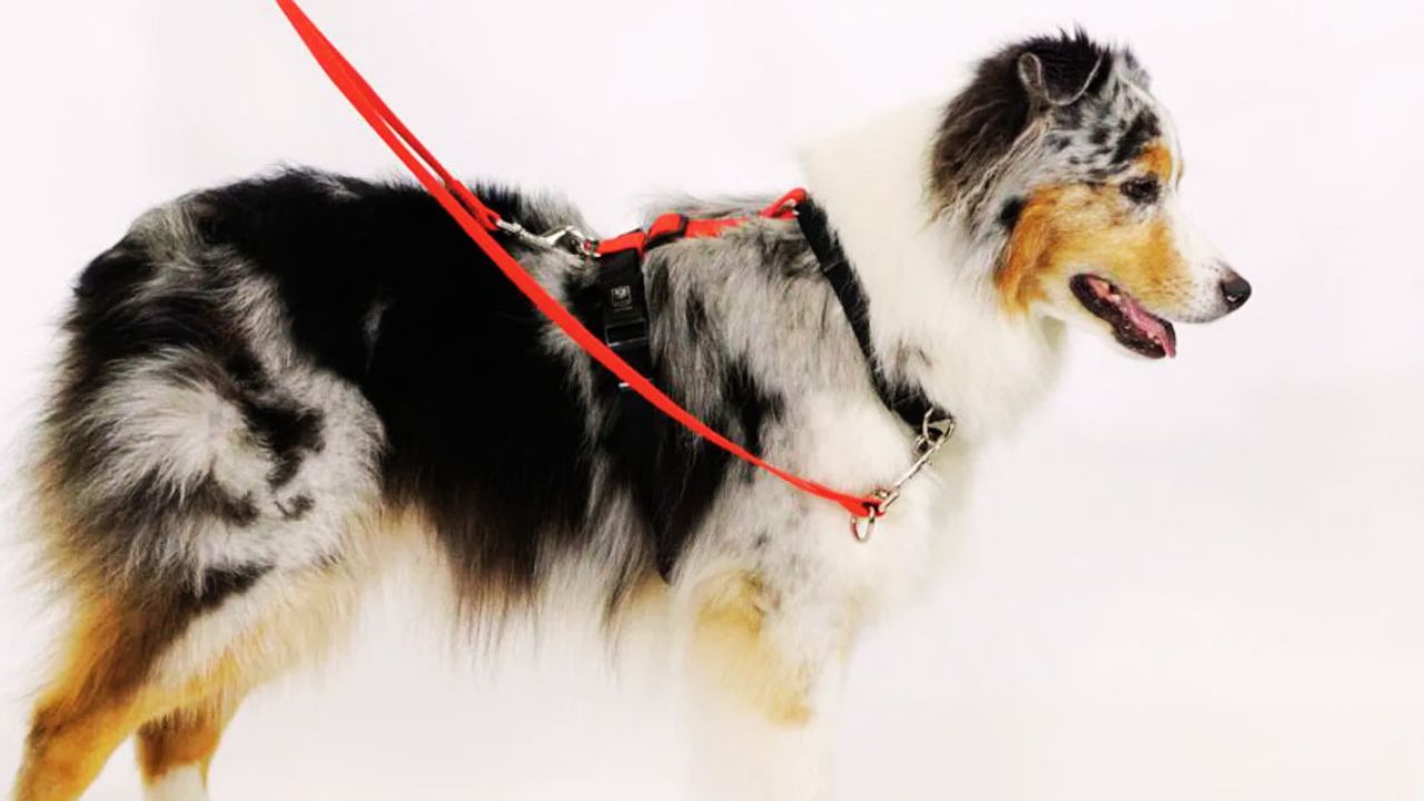Best Leashes for Big Dogs