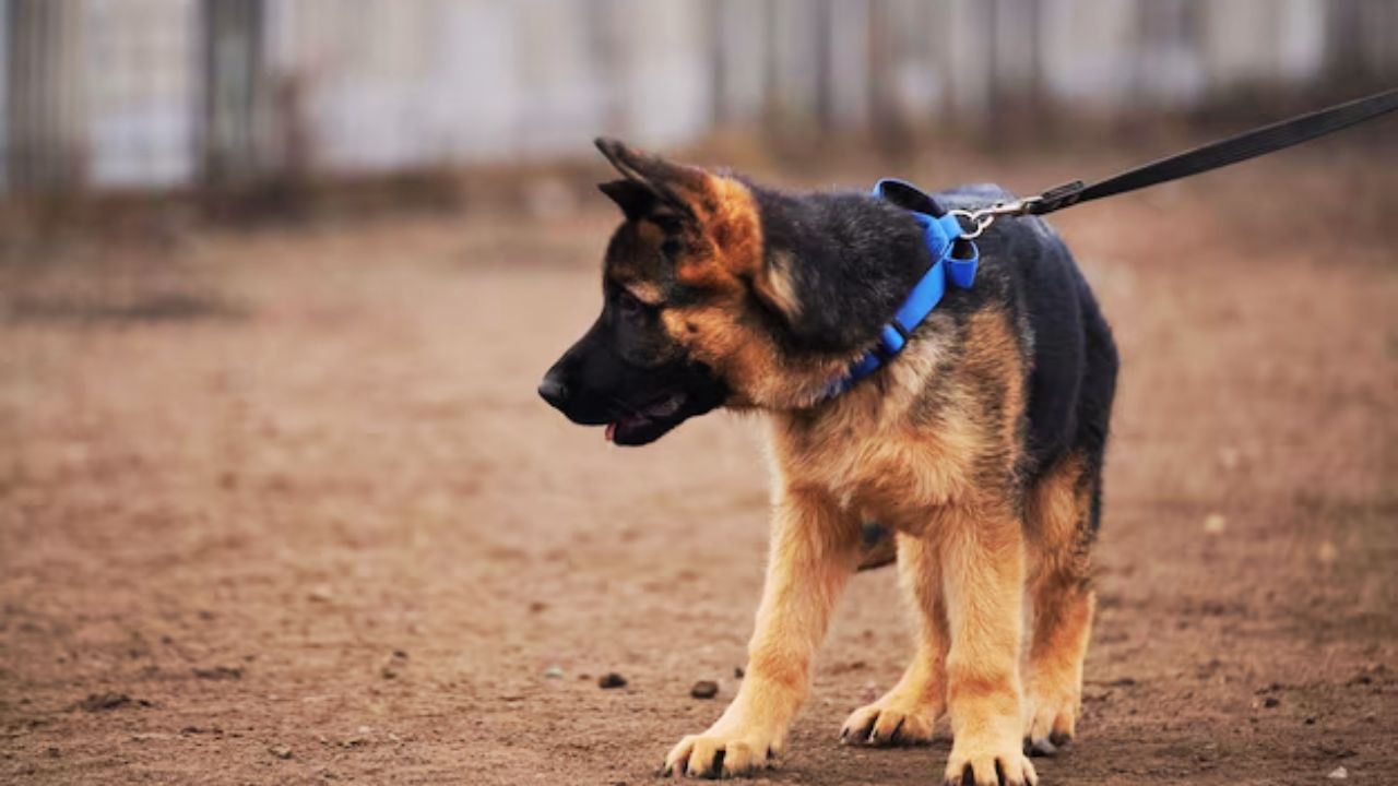 Best Leashes for German Shepherds