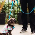 Best Leashes for Small Dogs
