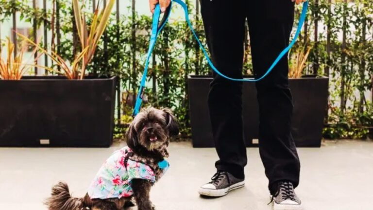 Best Leashes for Small Dogs