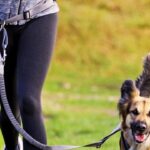 Best Waist Leash for Dogs