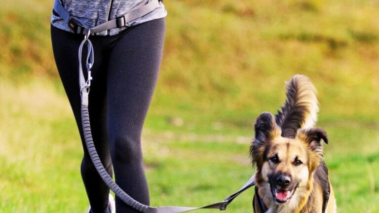 Best Waist Leash for Dogs
