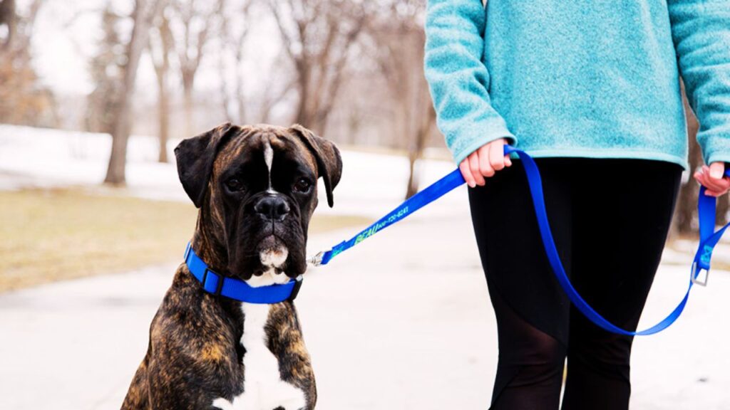 Choosing the Right Leash for Your Pup