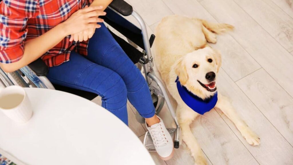 Do Service Dogs Need a Leash