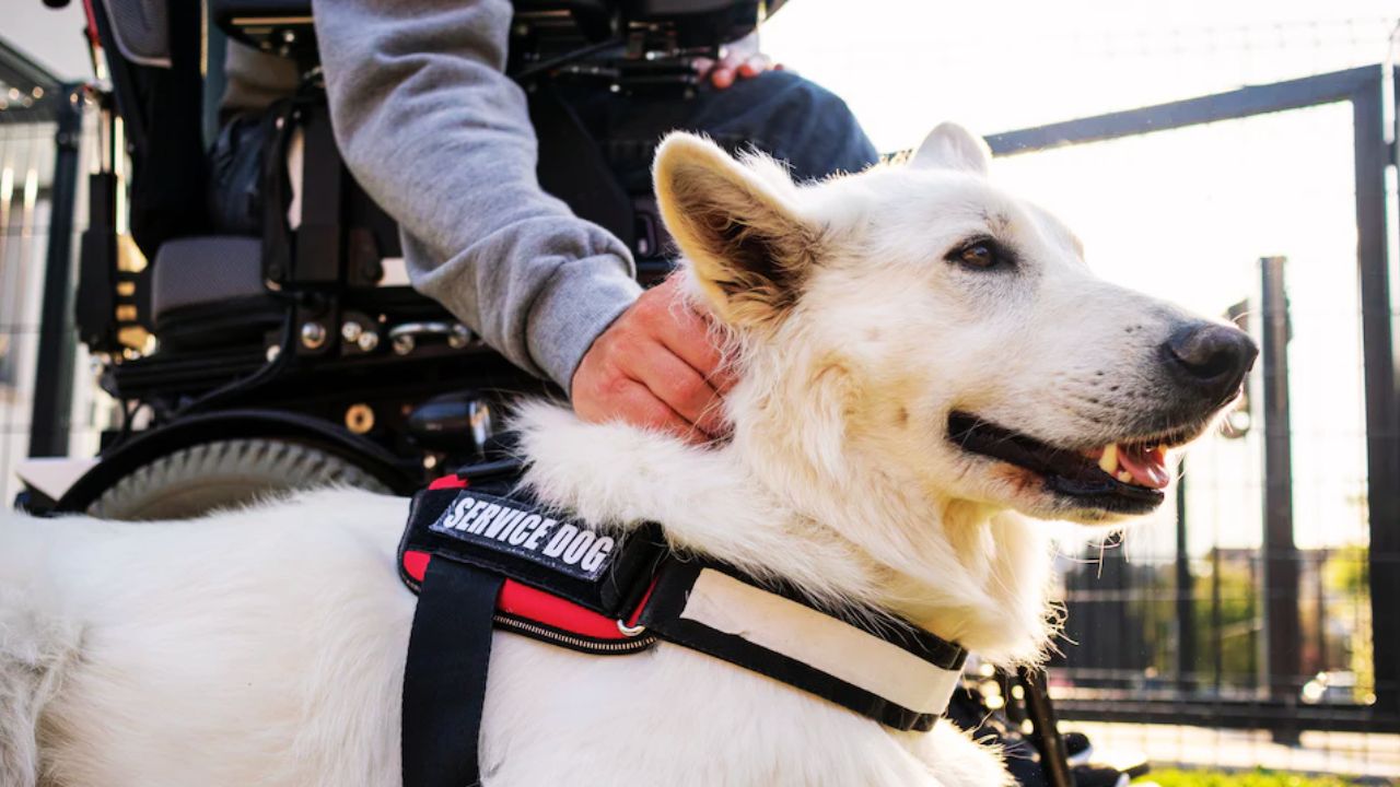 Do Service Dogs Need a Leash