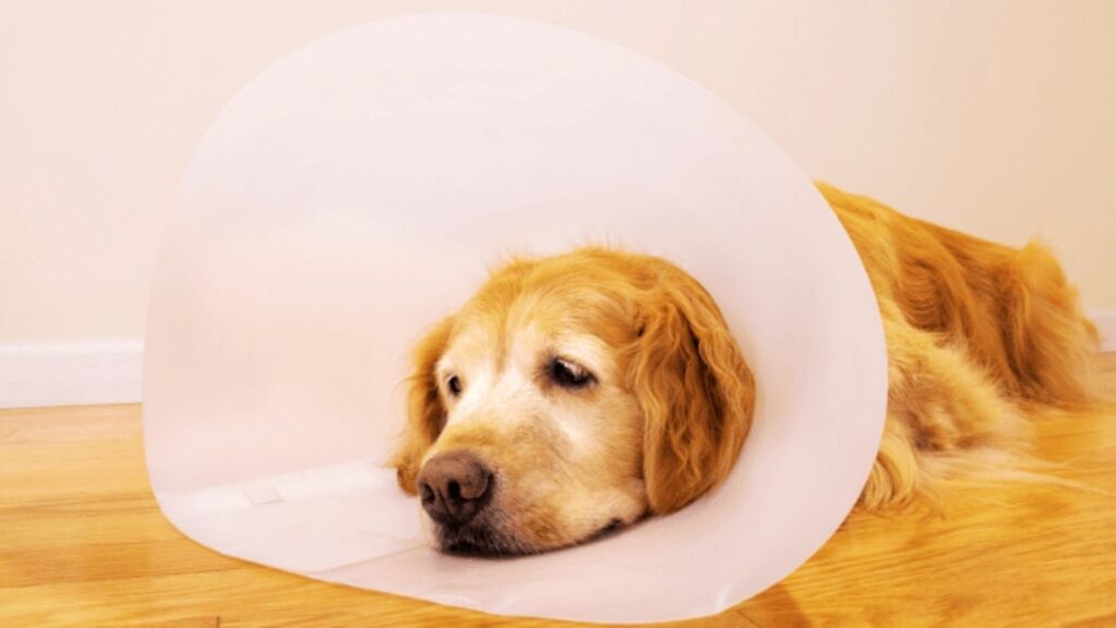 E-Collar (optional)