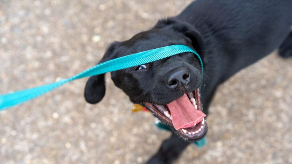 Fear of the Leash