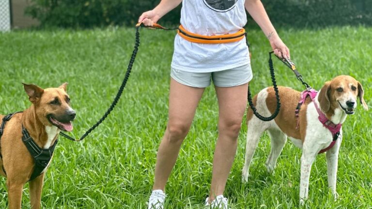 Hands Free Dog Leash for Two Dogs