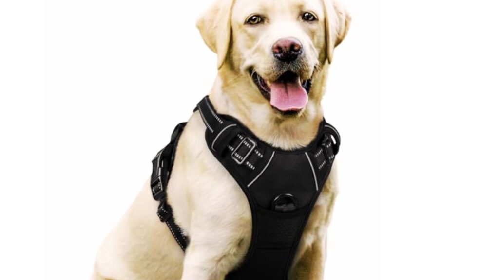 Harnesses
