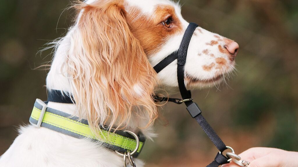 Head Halters
