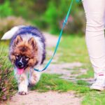 How Long Does It Take to Leash Train a Puppy in 2025