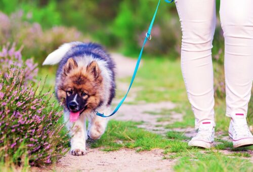How Long Does It Take to Leash Train a Puppy in 2025