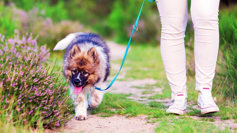 How Long Does It Take to Leash Train a Puppy in 2025
