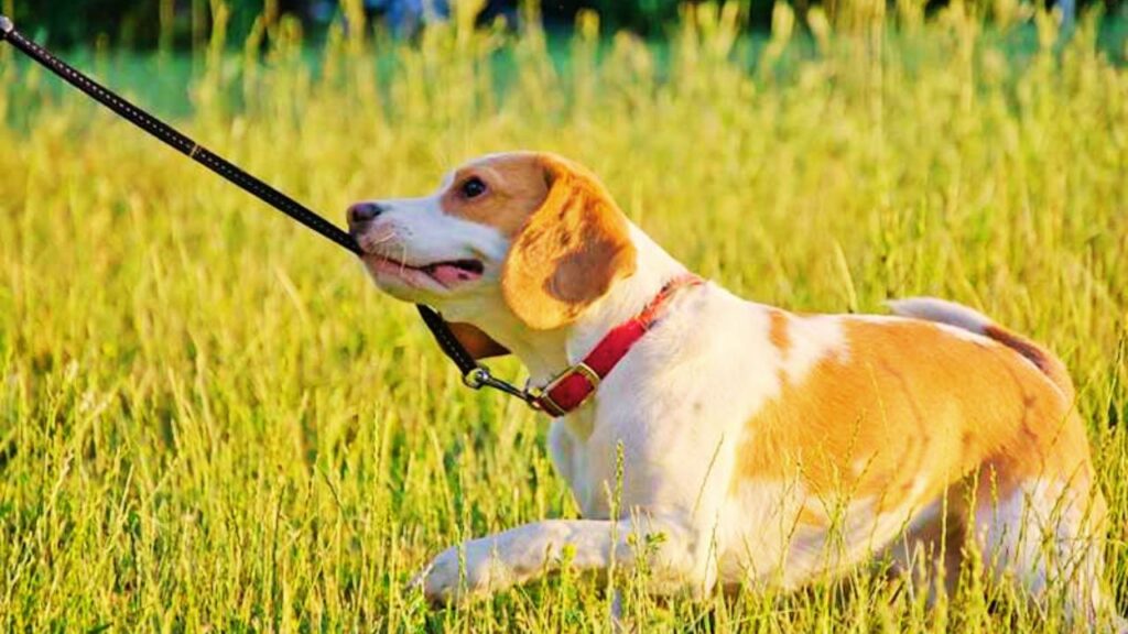 How to Fix Leash Pulling