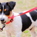 How to Stop Dog from Biting Leash