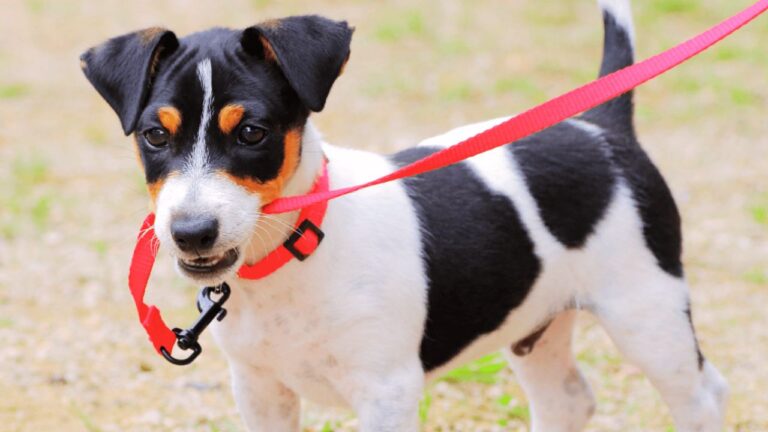 How to Stop Dog from Biting Leash