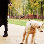 How to Stop my Dog from Pulling on the Leash
