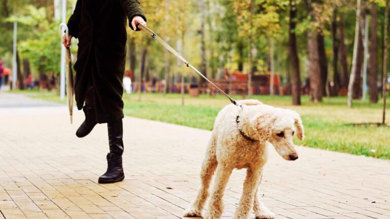 How to Stop my Dog from Pulling on the Leash