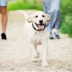 How to Train a Dog Off the Leash in 2025