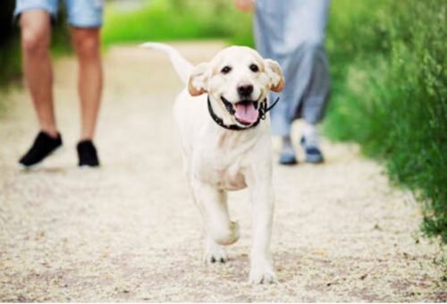 How to Train a Dog Off the Leash in 2025