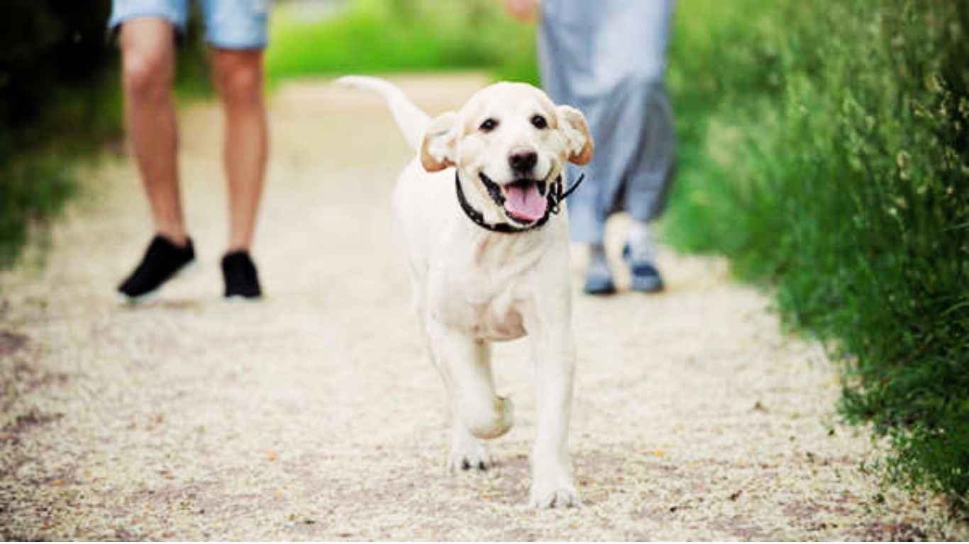 How to Train a Dog Off the Leash in 2025