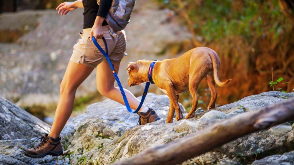 Is Leash Training Necessary?