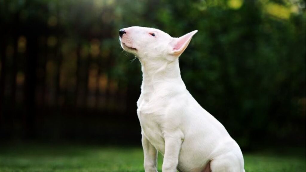Is Your Dog Ready?