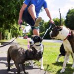 Multi Dog Walking Leash