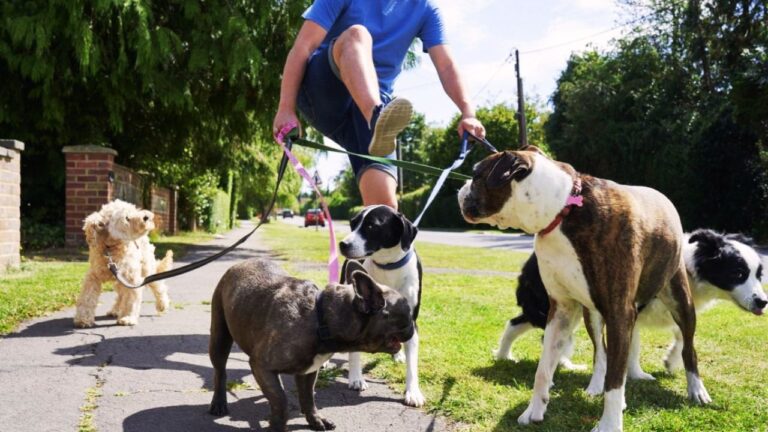 Multi Dog Walking Leash